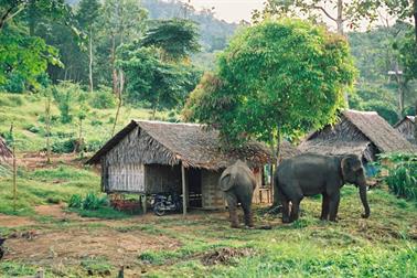 20 Thailand 2002 F1010002 Khao Lak Elefantentrekking 2_478